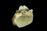 藏品(草蓆鐘螺)的圖片